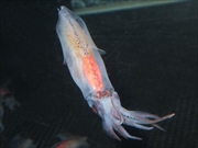 ホタルイカ画像