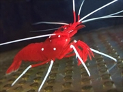 ホワイトソックス画像