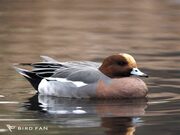 ヒドリガモ画像