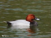 ホシハジロの画像