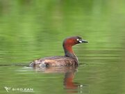 カイツブリ画像