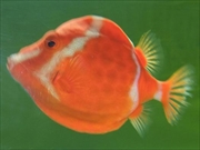 ホワイトバードボックスフィッシュ画像