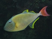 ナメモンガラ画像