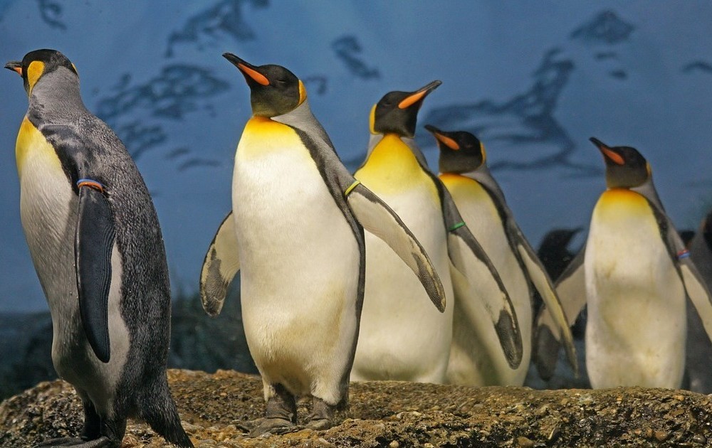 ペンギンの写真