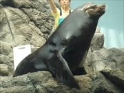 カリフォルニアアシカ画像