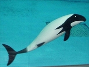 イロワケイルカ