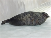 ワモンアザラシ