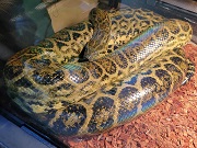 アナコンダ画像