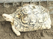 ヒョウモンガメ画像