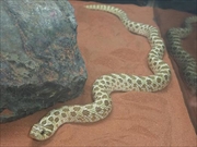 セイブシシバナヘビ画像