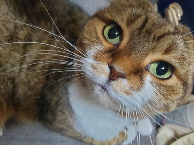 看板猫くにゃの写真