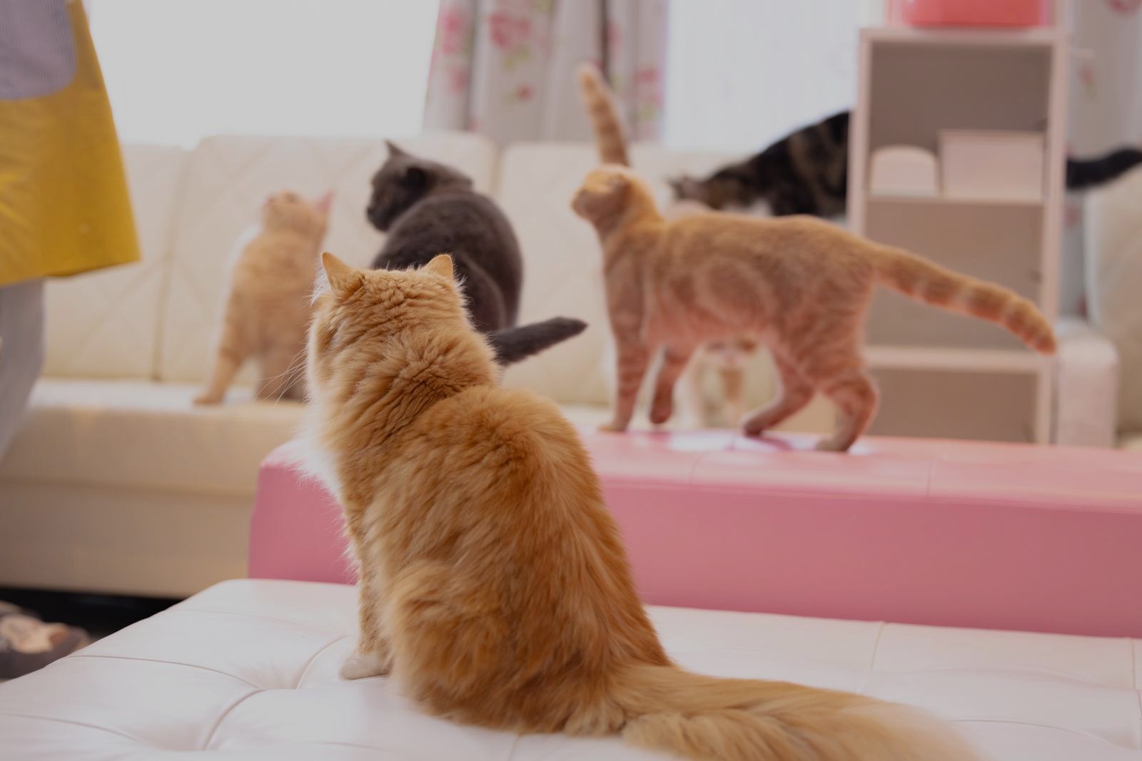 猫カフェの画像