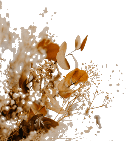 ドライフラワーの画像