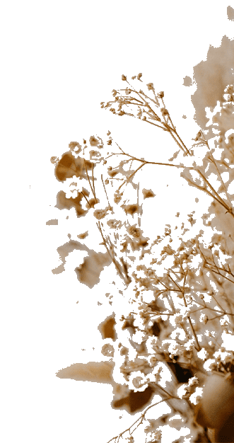 ドライフラワーの画像